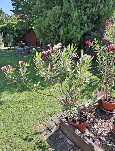 Budapest XVII. kerület ingatlanok